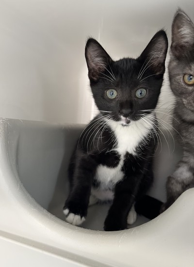 Atom - Domestic Short Hair