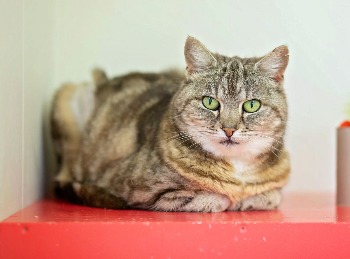 Gallery image: Grumblebee