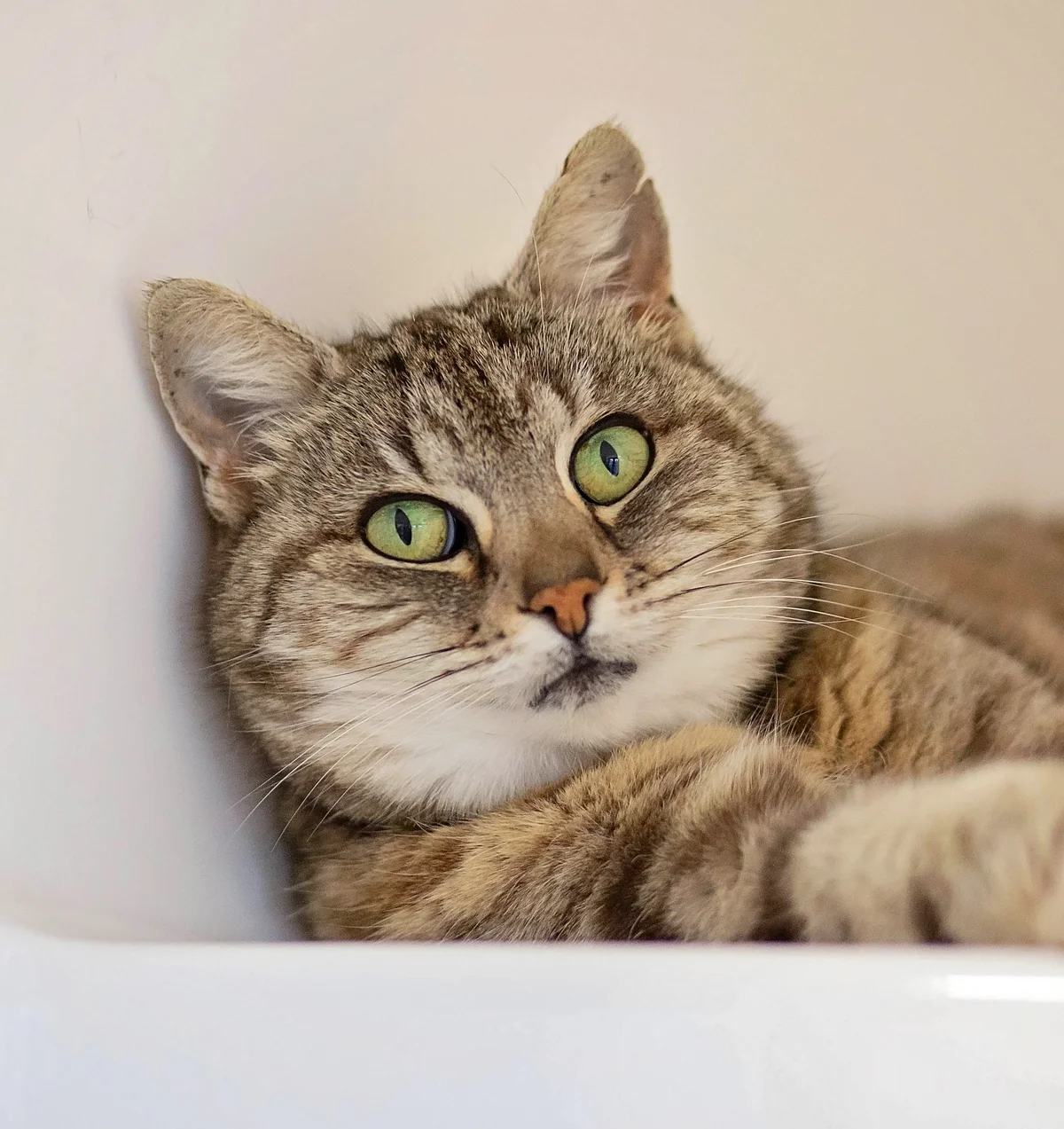 Gallery image: Grumblebee