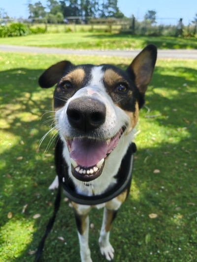 Trixie - Heading Dog