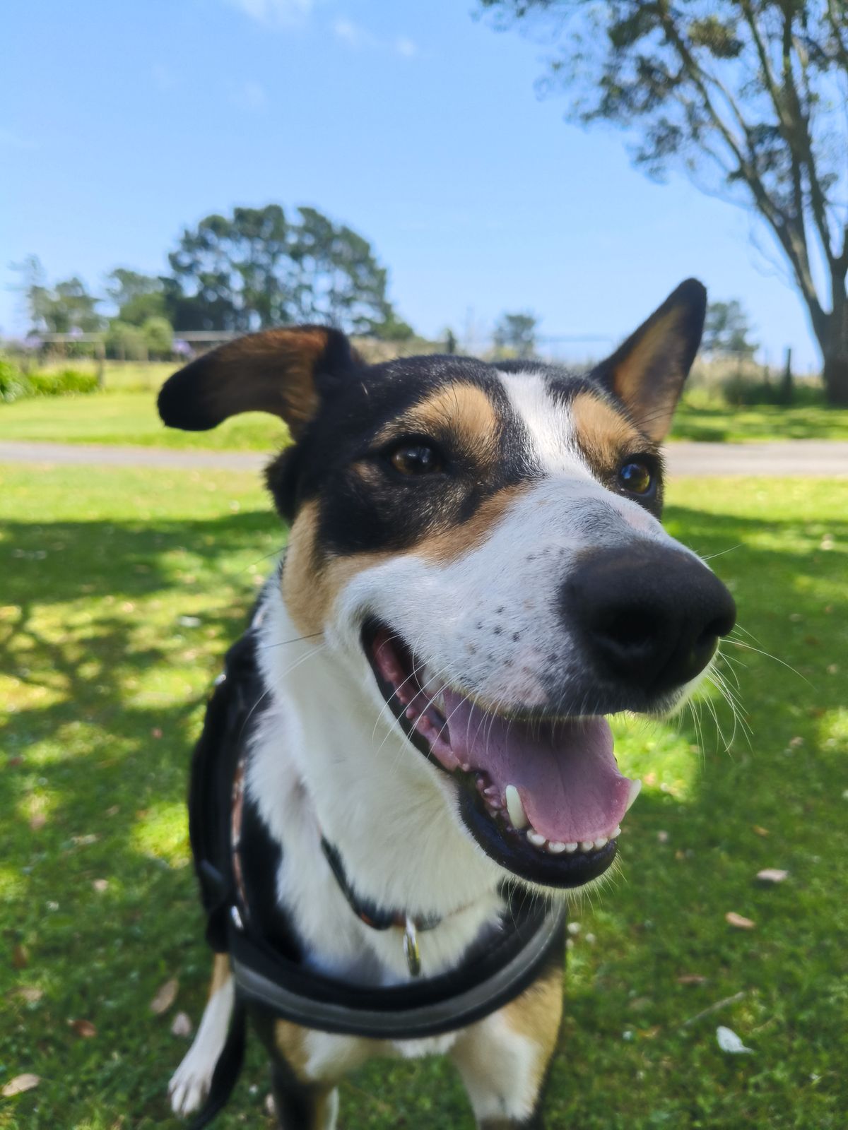 Gallery image: Trixie