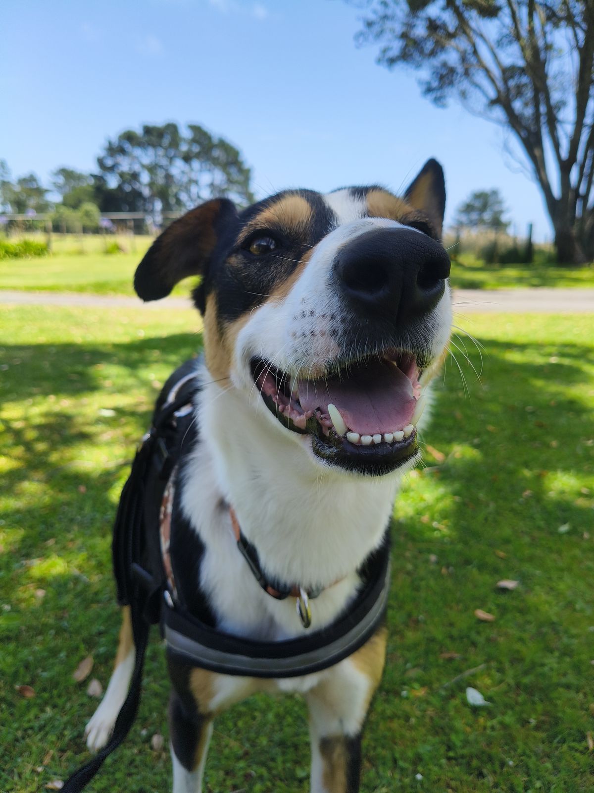 Gallery image: Trixie