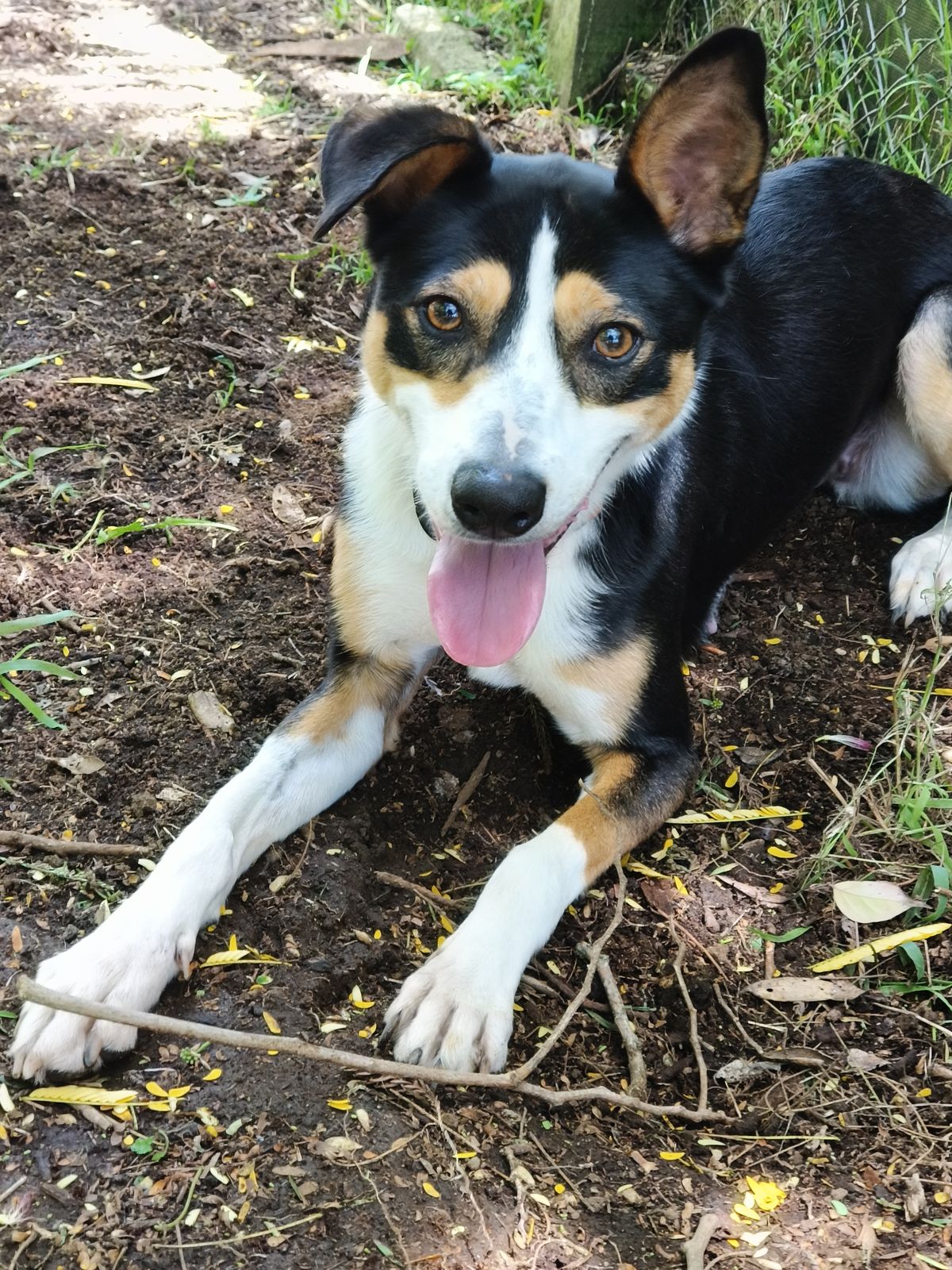 Gallery image: Trixie