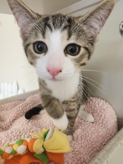 Thumper - Domestic Short Hair