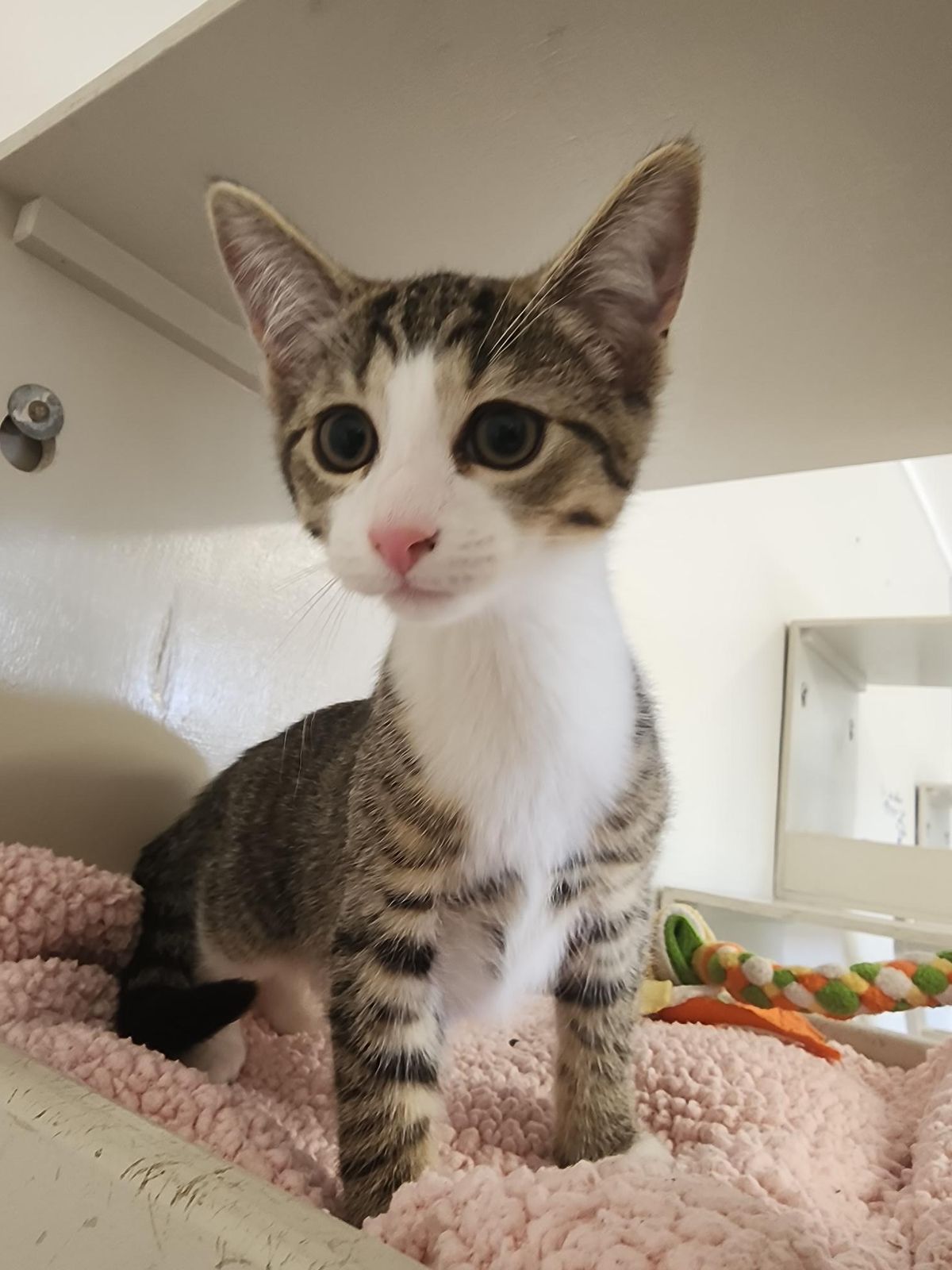 Gallery image: Thumper