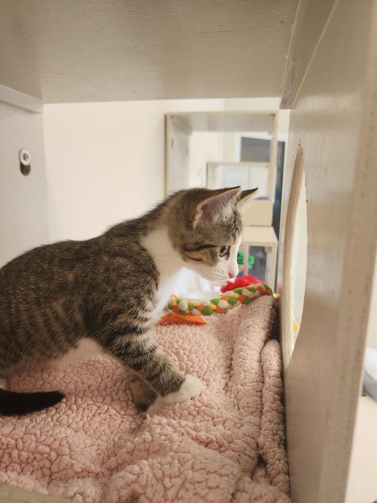 Gallery image: Thumper