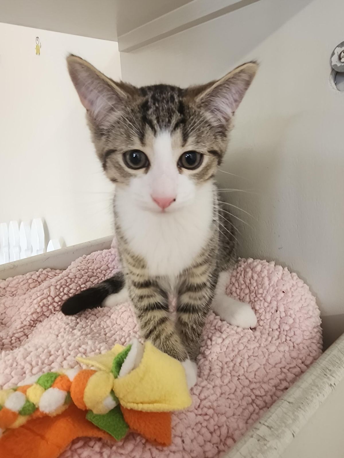 Gallery image: Thumper