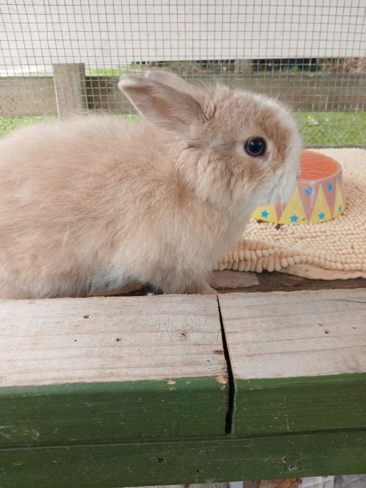 Gallery image: Pineapple