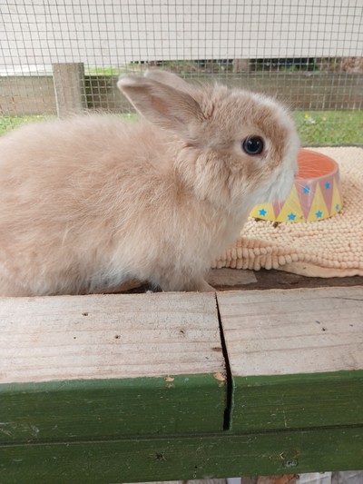 Pineapple - Jersey Wooly