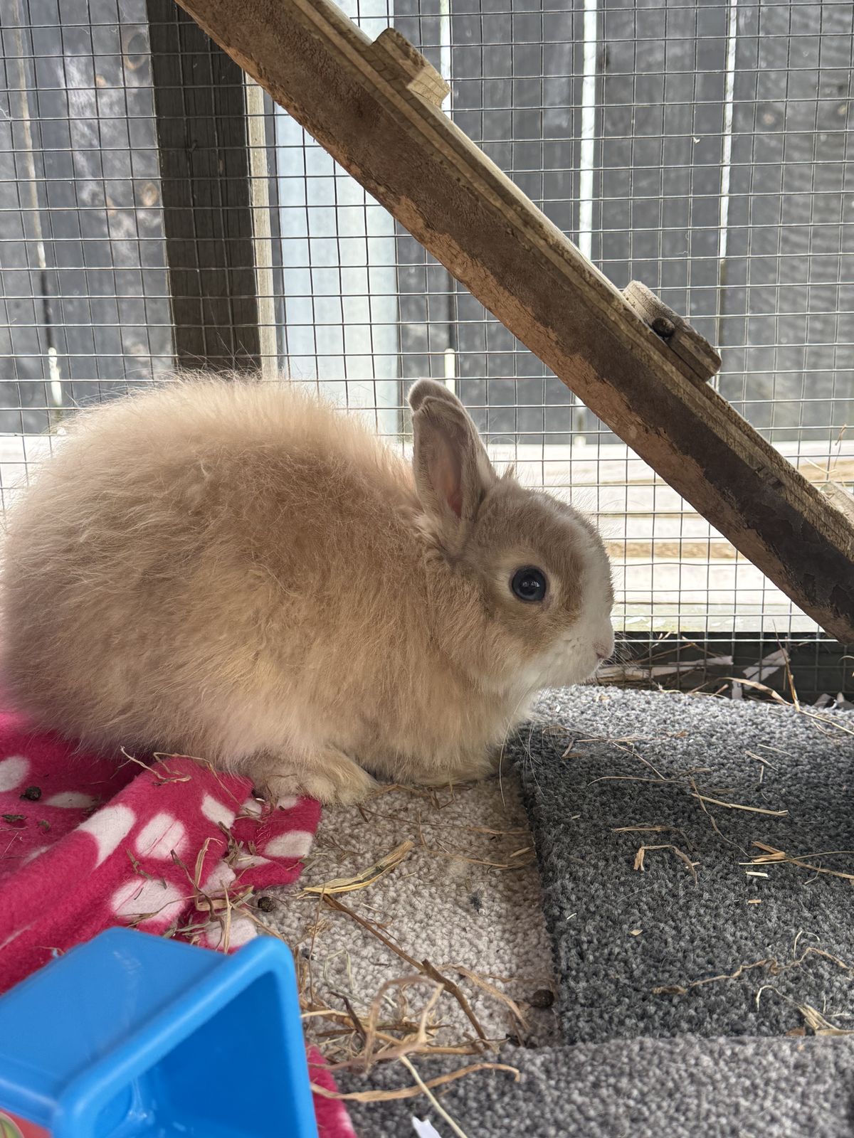 Gallery image: Pineapple