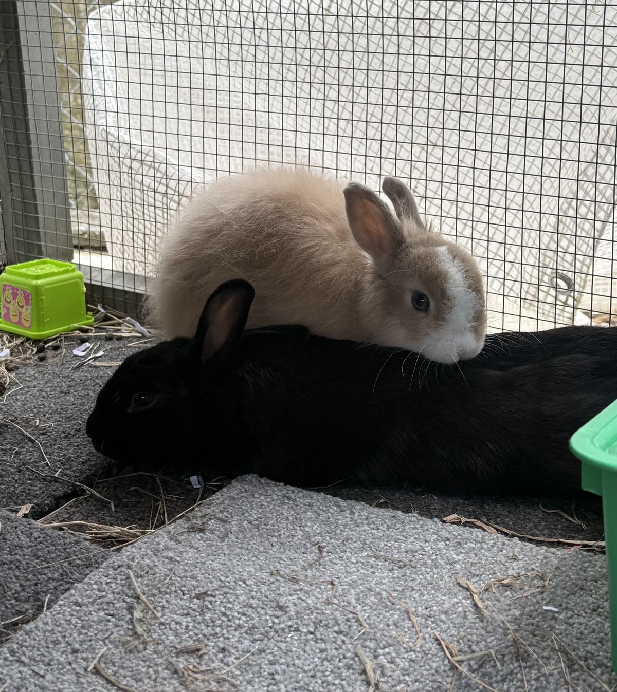 Gallery image: Pineapple