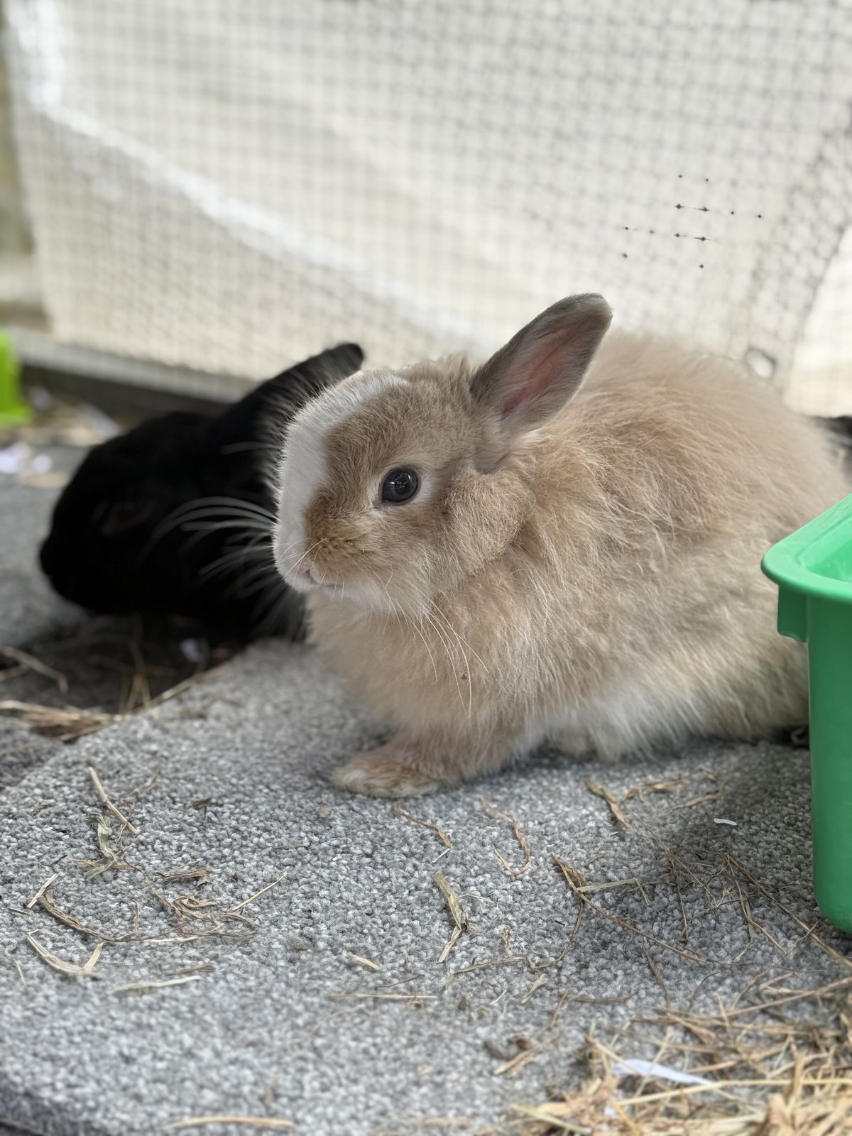 Gallery image: Pineapple