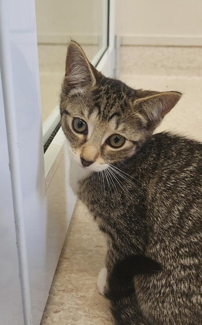 Flower - Domestic Short Hair