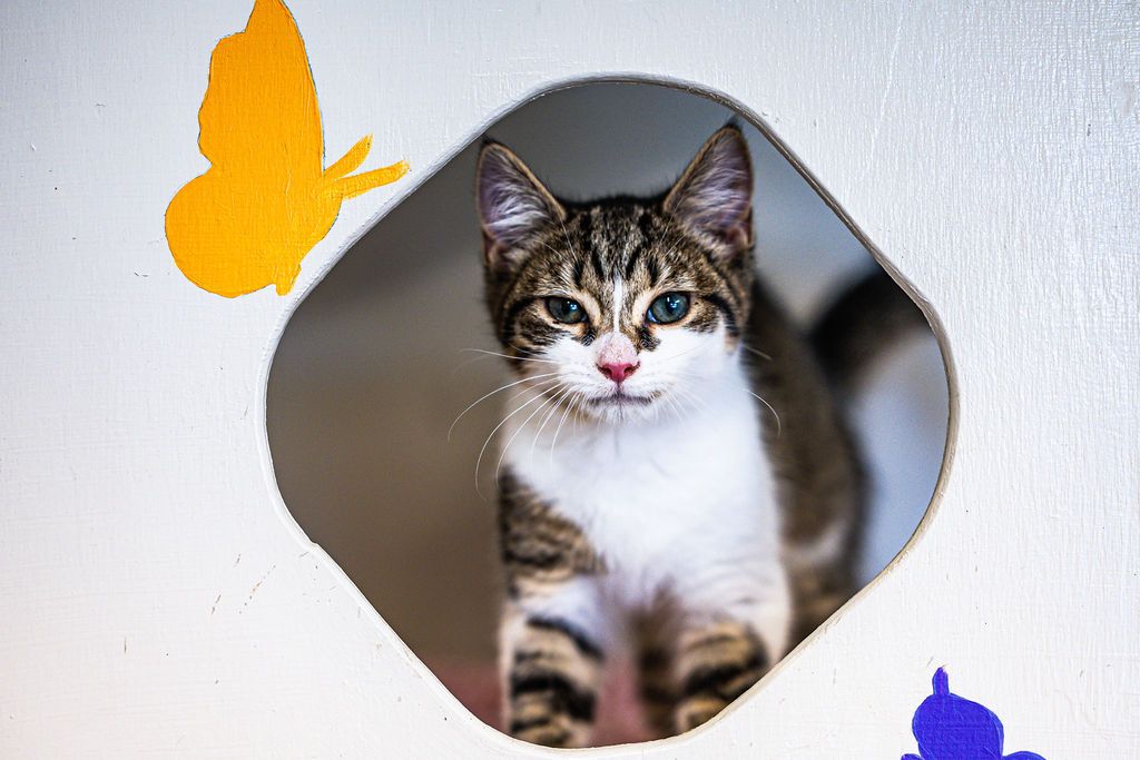 Gallery image: Skittles