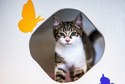 Skittles - Domestic Short Hair