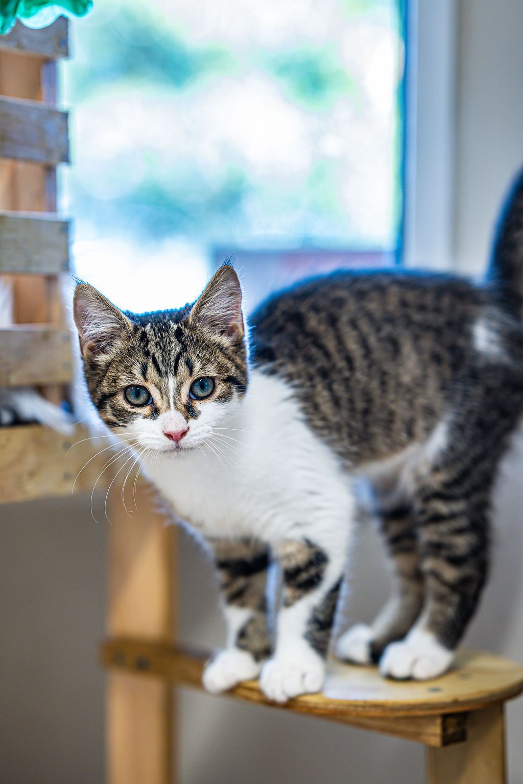 Gallery image: Skittles