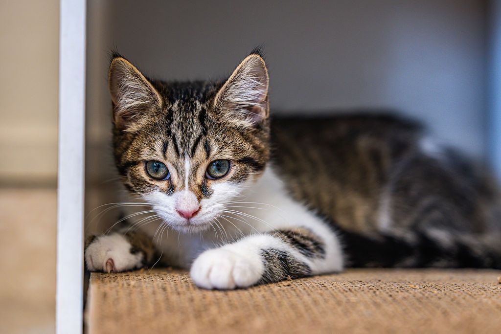 Gallery image: Skittles