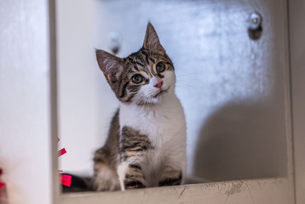 Gallery image: Skittles