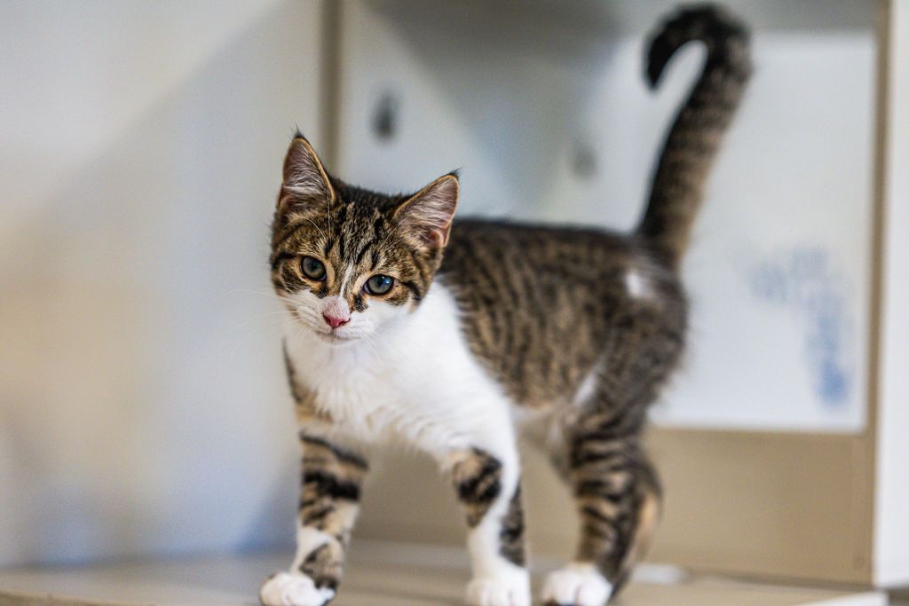 Gallery image: Skittles