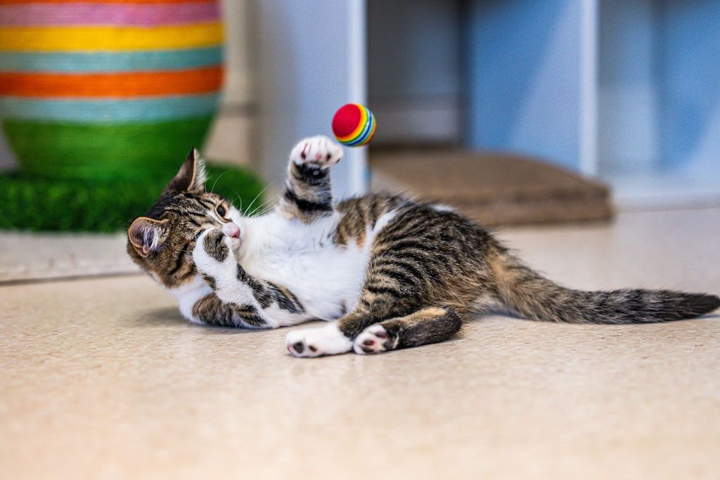 Gallery image: Skittles