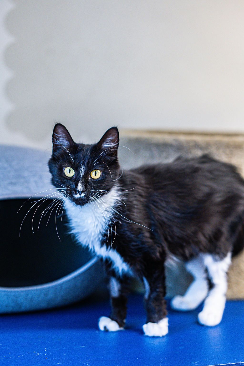 Gallery image: Blake