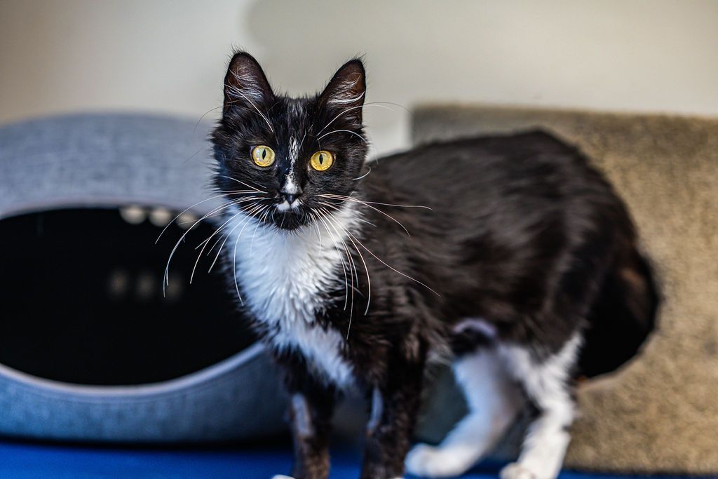 Gallery image: Blake