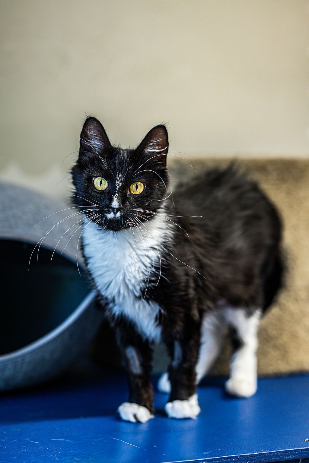 Gallery image: Blake