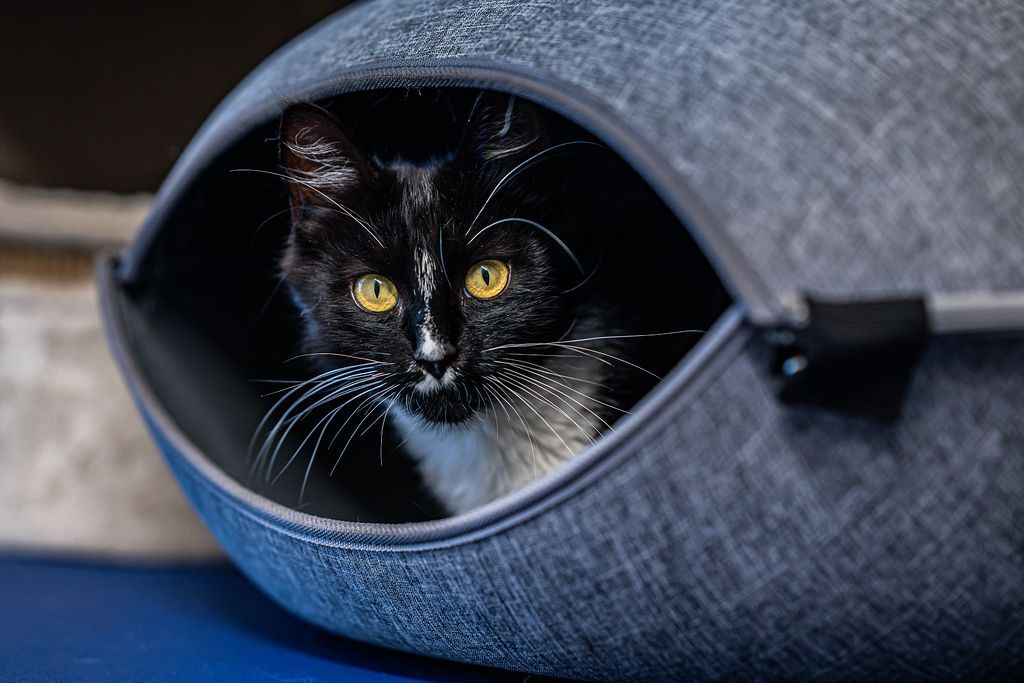 Gallery image: Blake