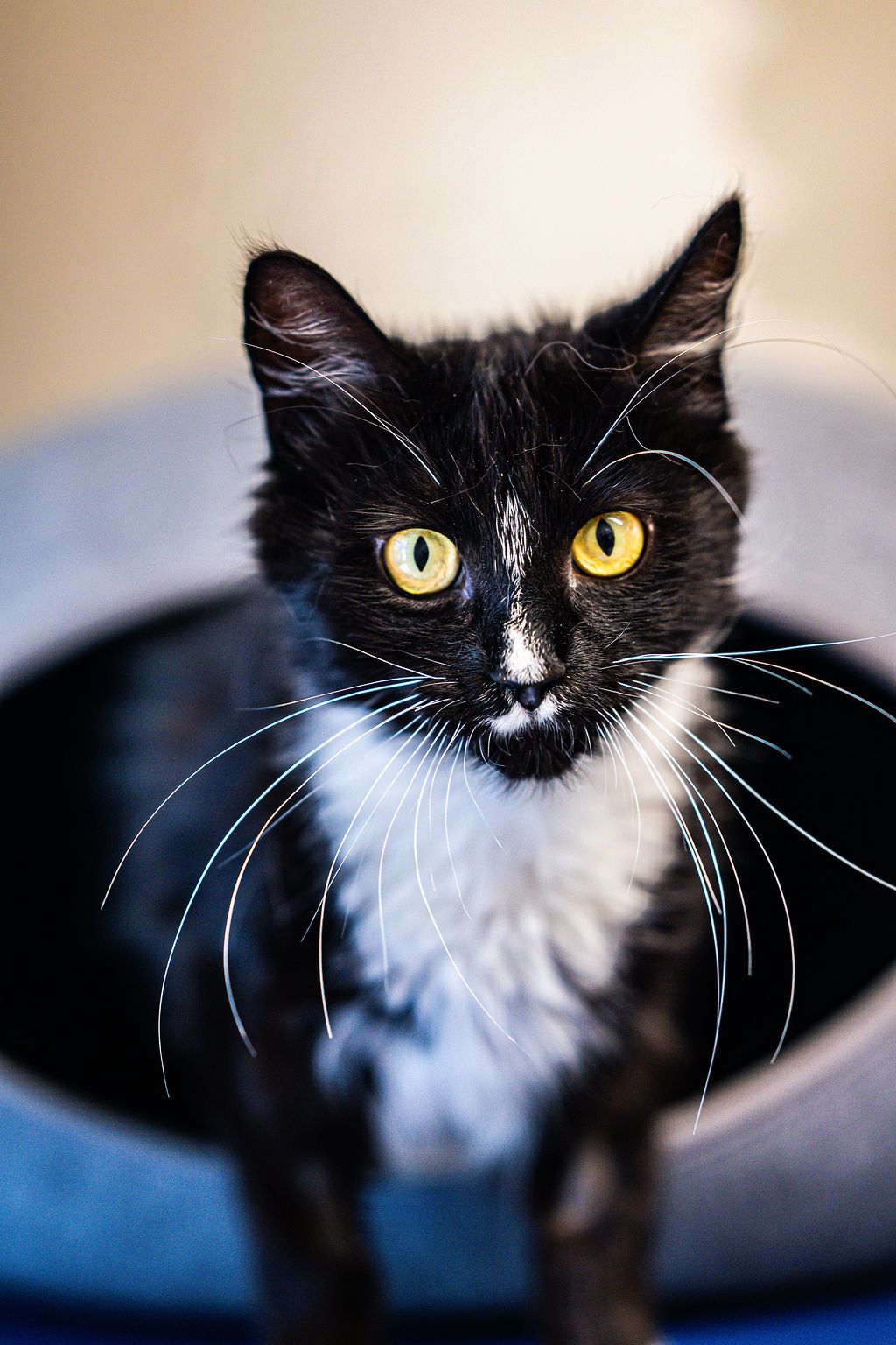 Gallery image: Blake