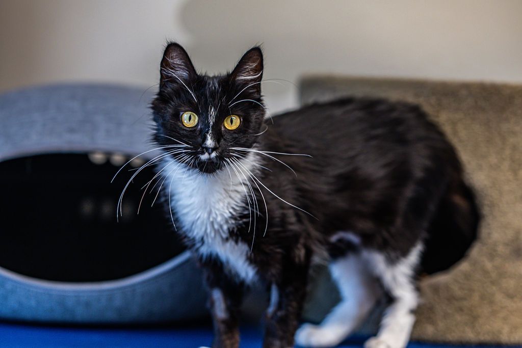 Gallery image: Blake