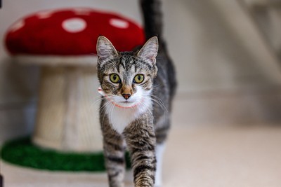 Poppy - Domestic Short Hair
