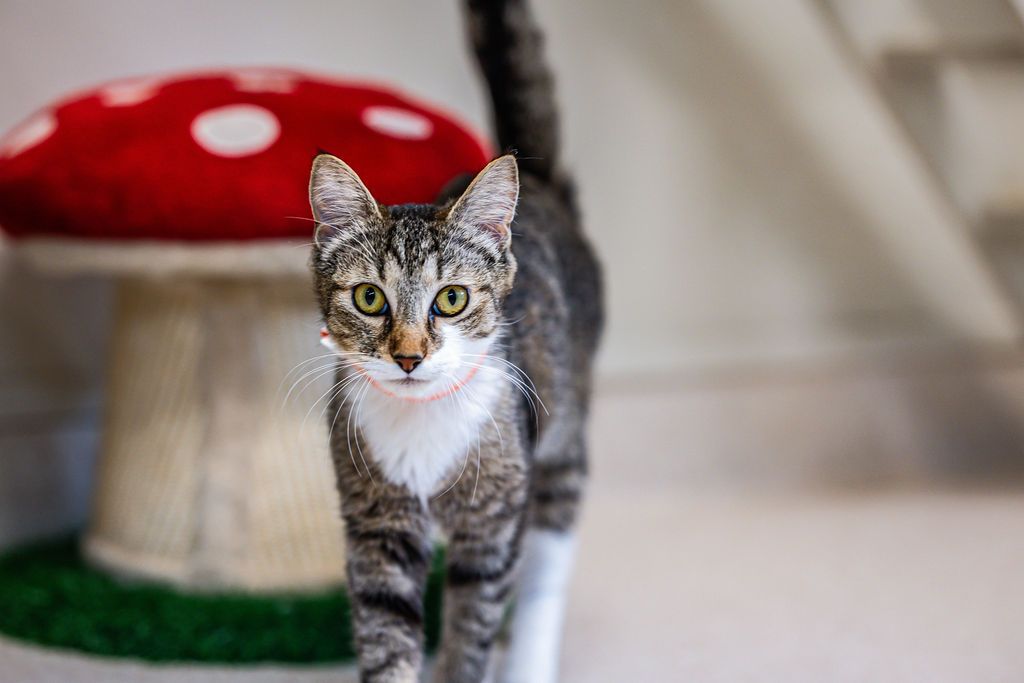 Gallery image: Poppy