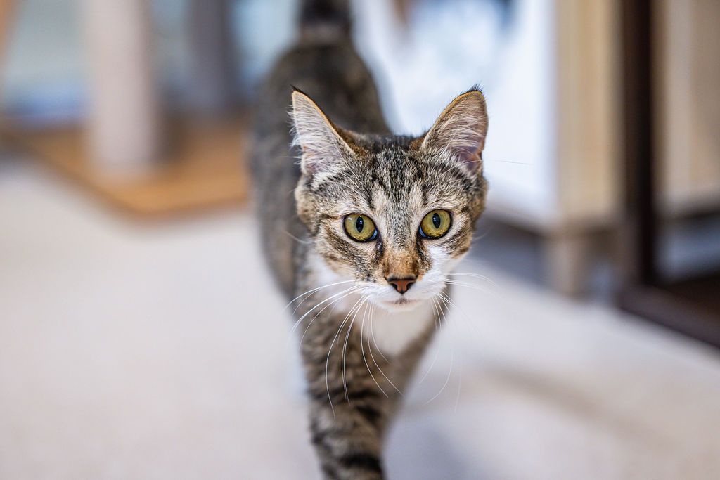 Gallery image: Poppy