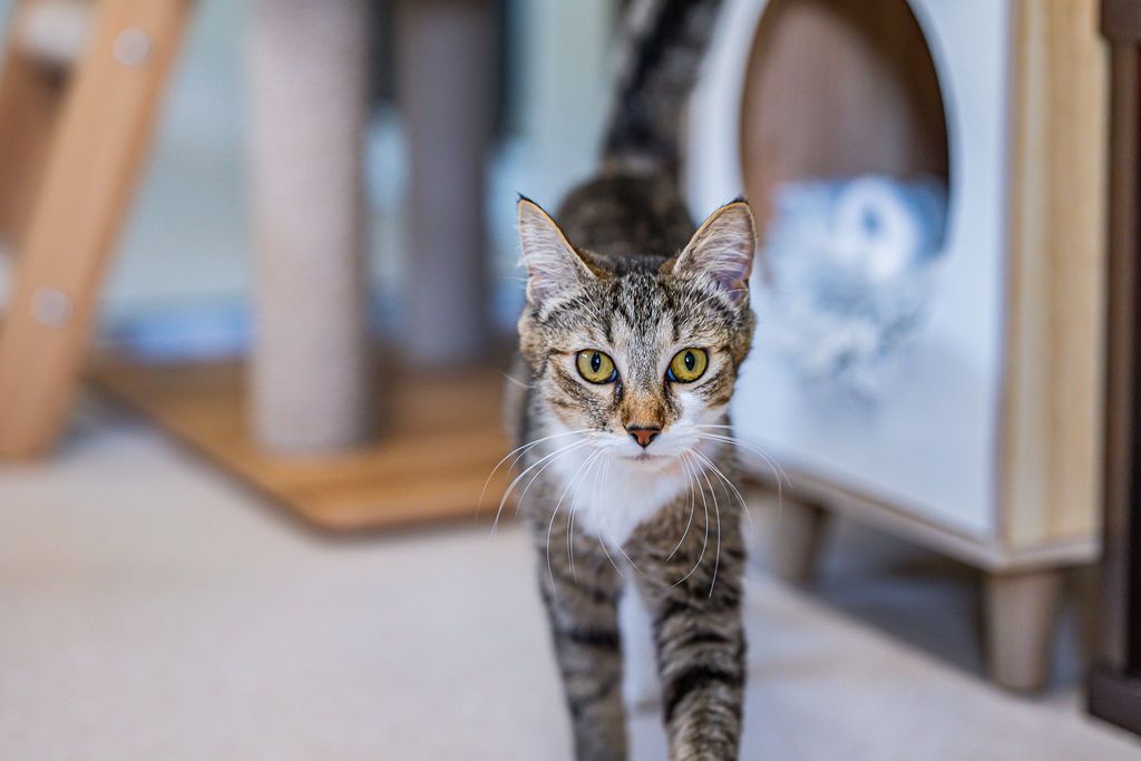 Gallery image: Poppy