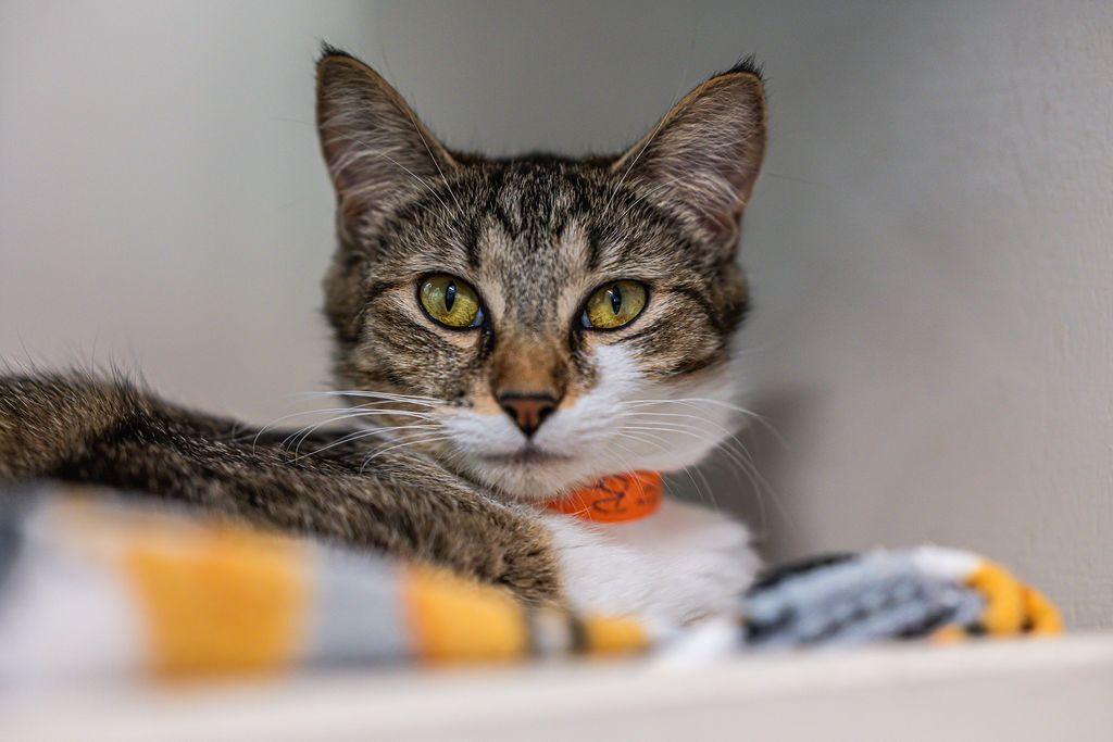 Gallery image: Poppy