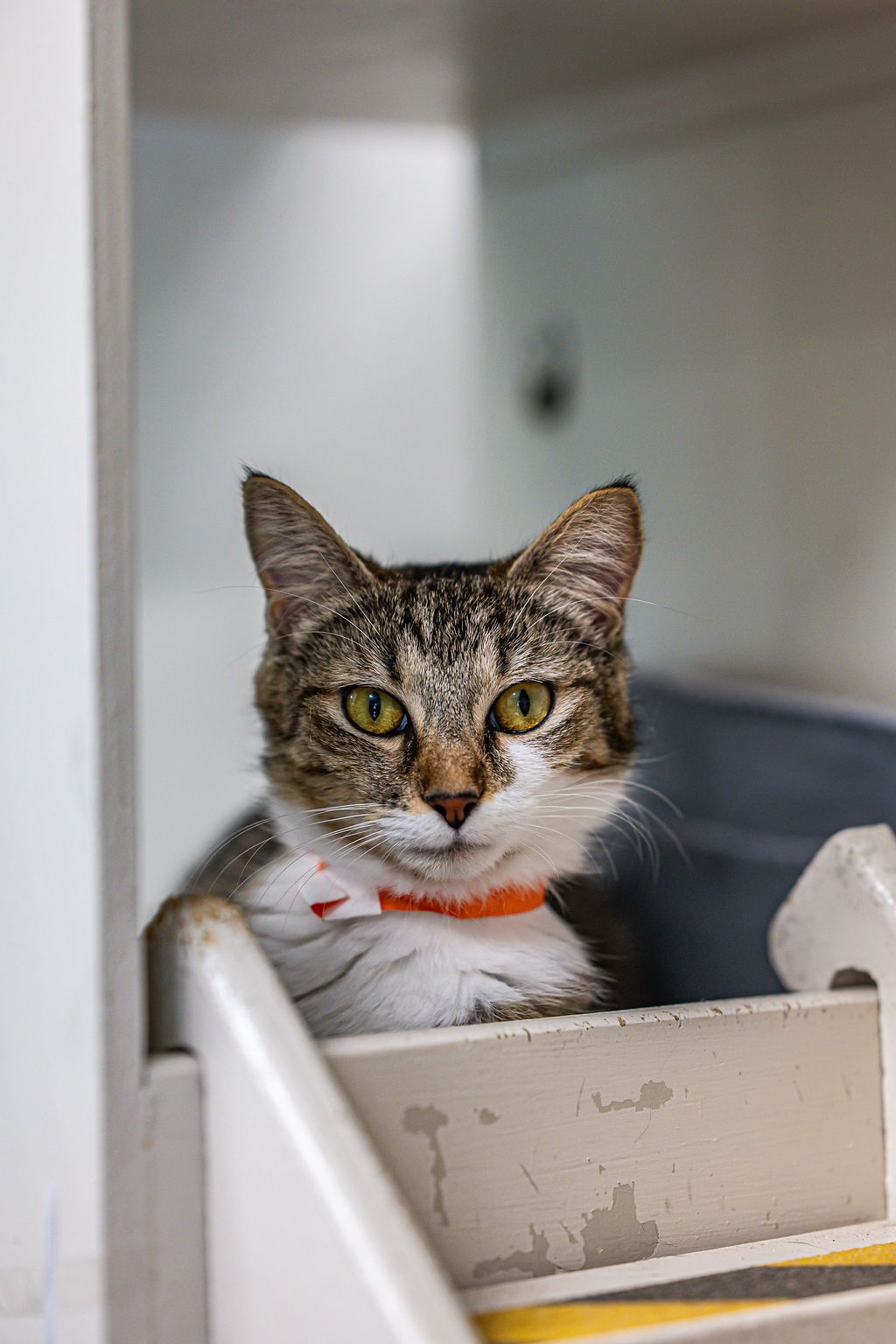 Gallery image: Poppy