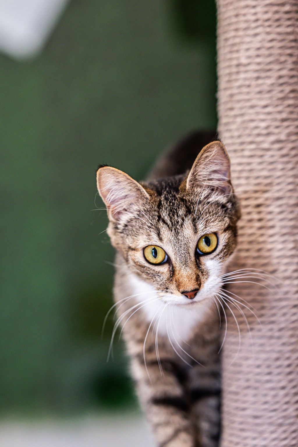 Gallery image: Poppy