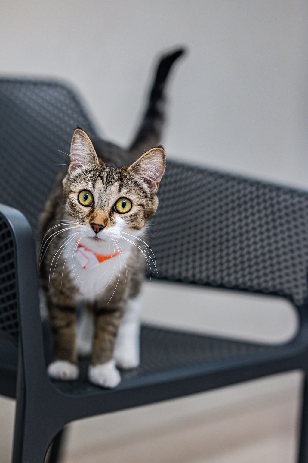 Gallery image: Poppy