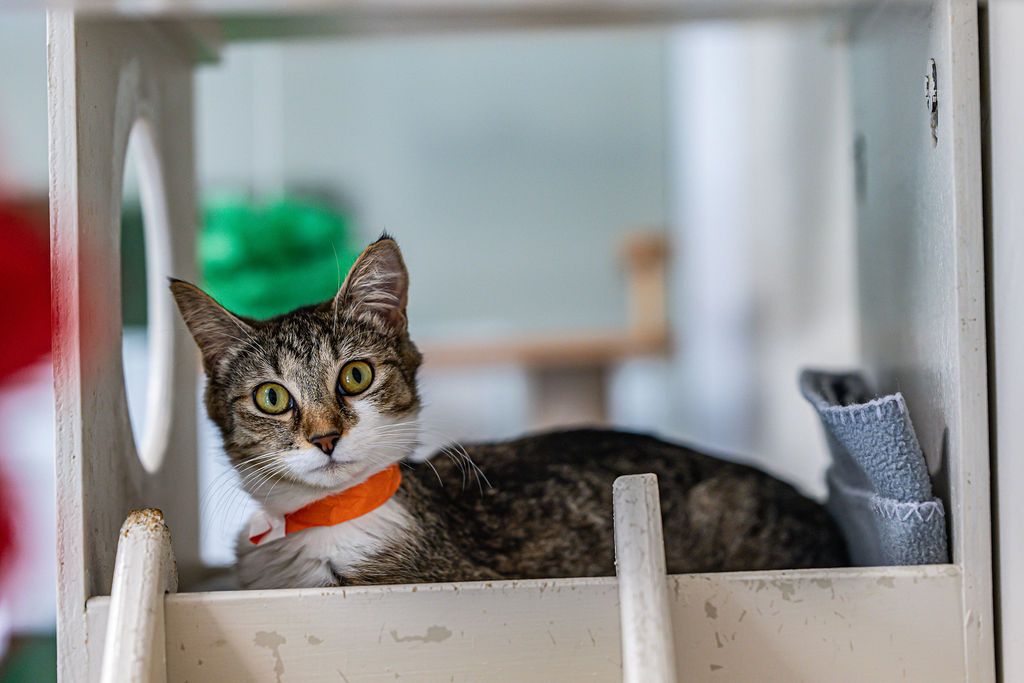 Gallery image: Poppy