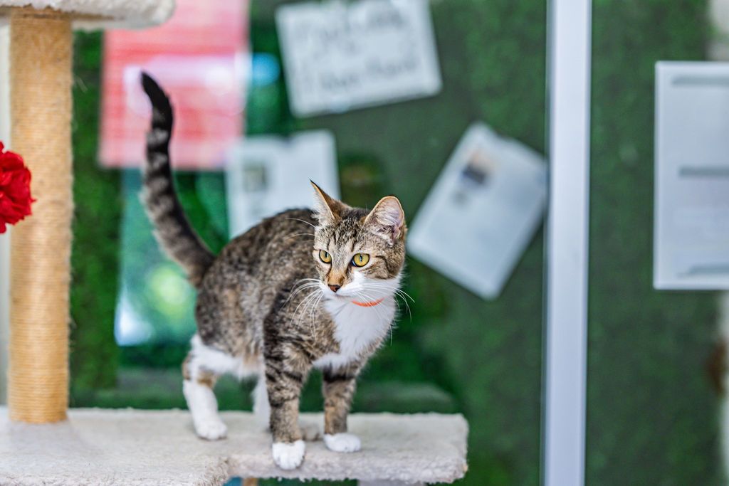 Gallery image: Poppy