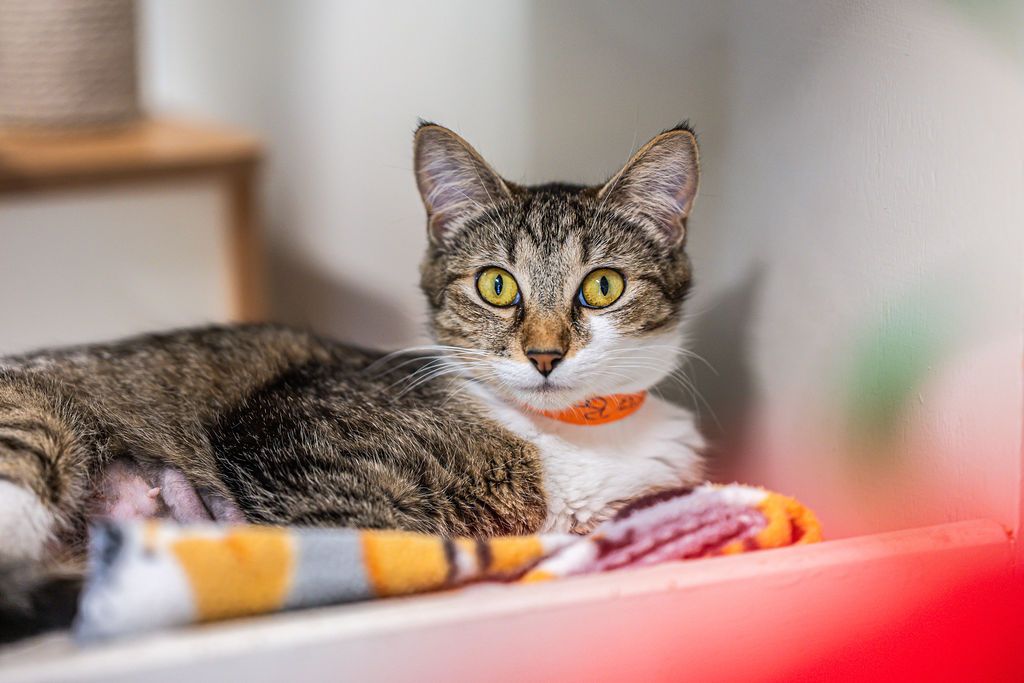 Gallery image: Poppy