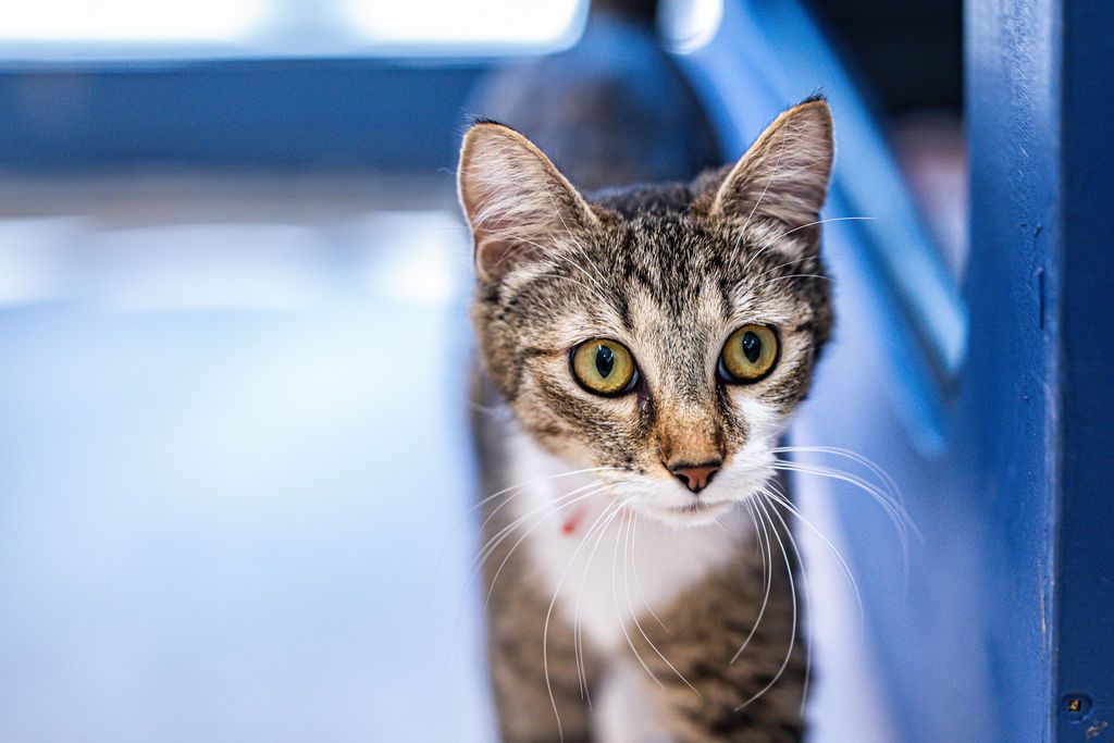 Gallery image: Poppy