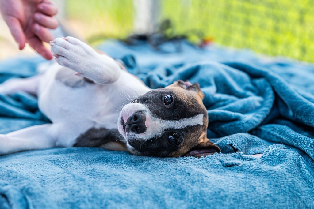 Gallery image: Tessa