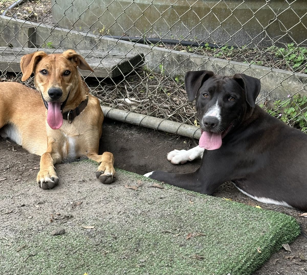 Gallery image: Topaz