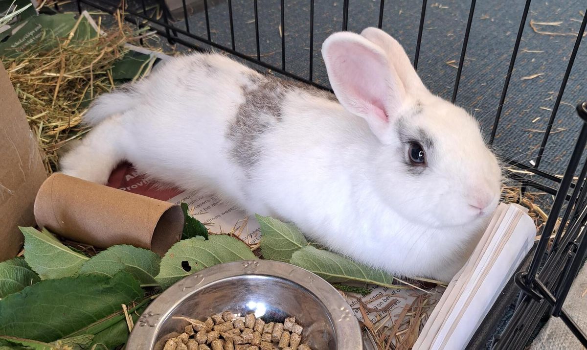 Gallery image: Flopsy