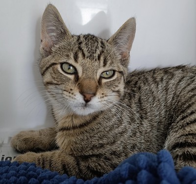 Dori - Domestic Short Hair