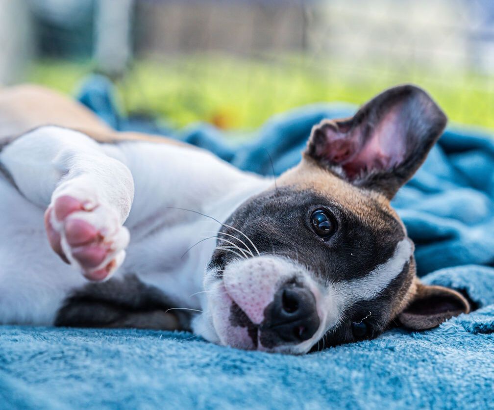 Gallery image: Tessa