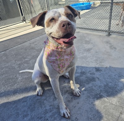 Bubbles - American Staffy