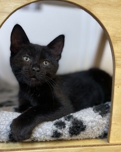 Cotton - Domestic Short Hair