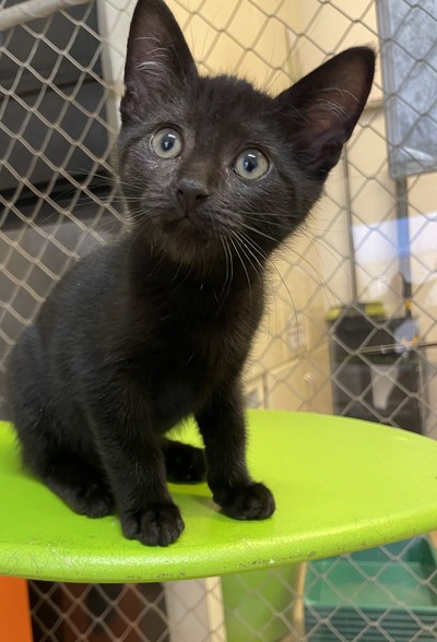 Paisley - Domestic Short Hair